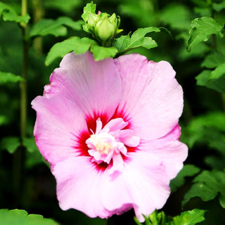 Strauch-Eibisch 'Eruption' (Hibiscus syriacus)