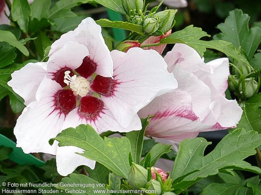 Strauch-Eibisch 'Hamabo' (Hibiscus syriacus)