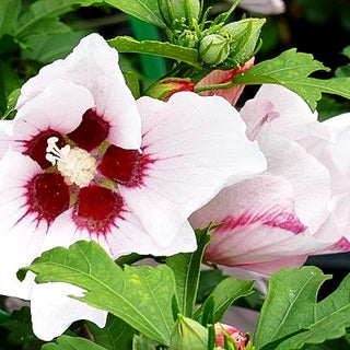 Strauch-Eibisch 'Hamabo' (Hibiscus syriacus)