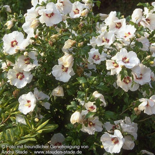 Strauch-Eibisch 'Helene' (Hibiscus syriacus)