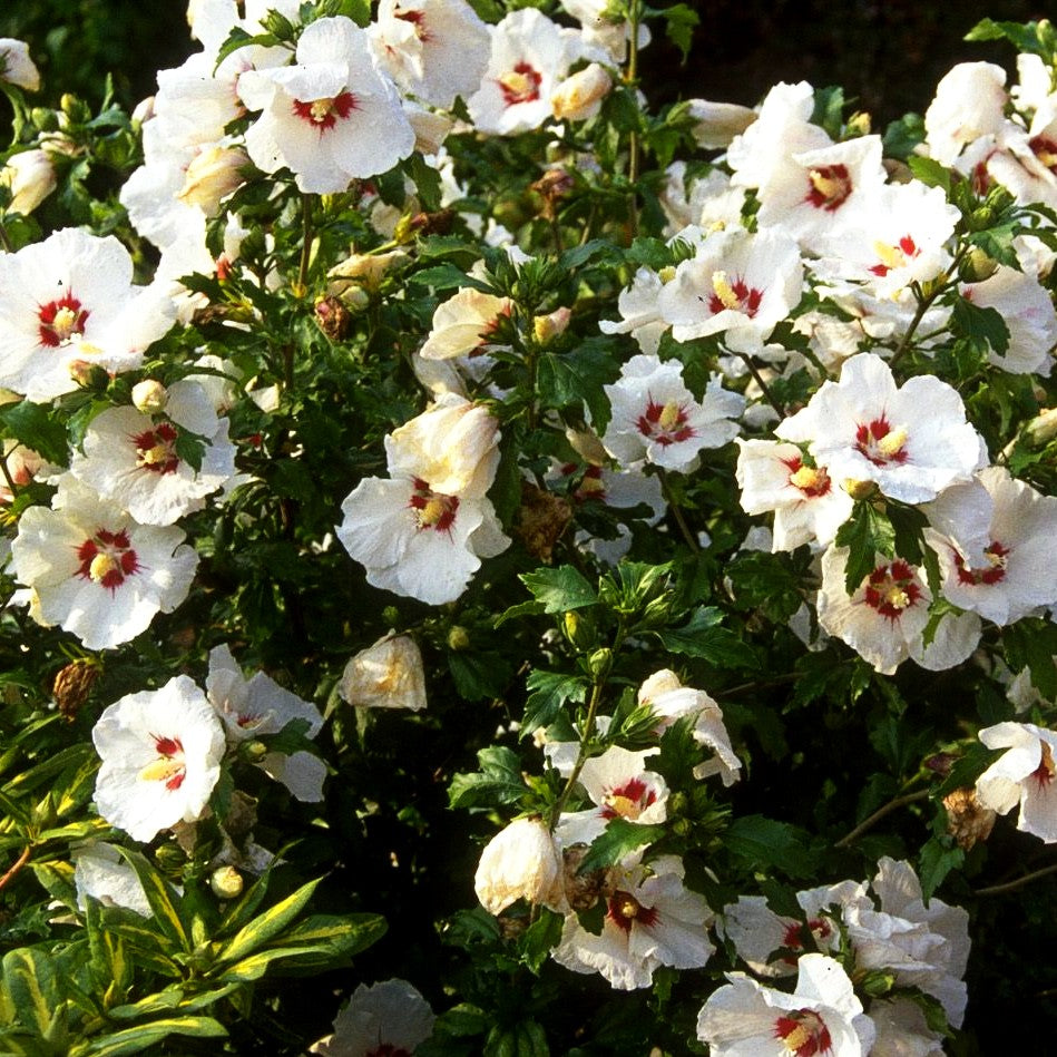 Strauch-Eibisch 'Helene' (Hibiscus syriacus)