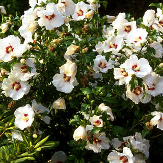 Strauch-Eibisch 'Helene' (Hibiscus syriacus)