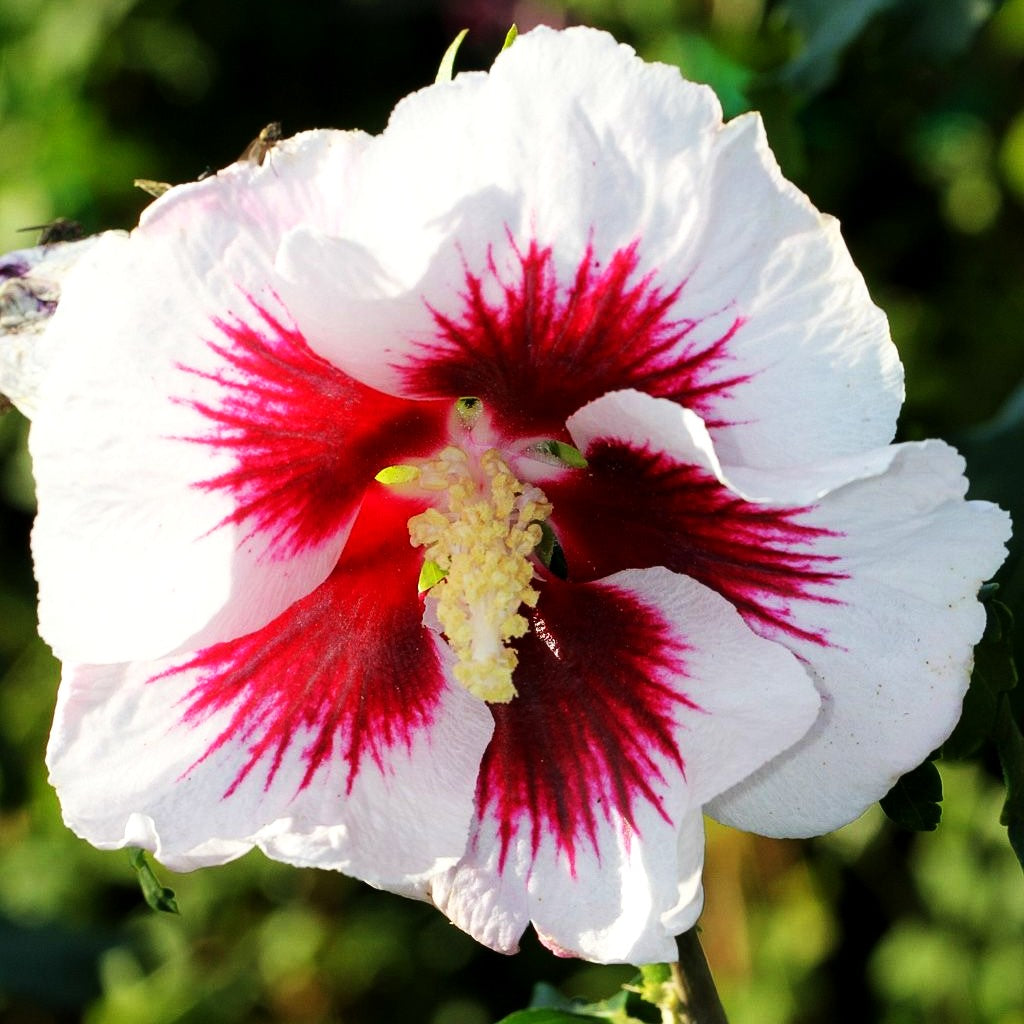 Strauch-Eibisch 'Helene' (Hibiscus syriacus)