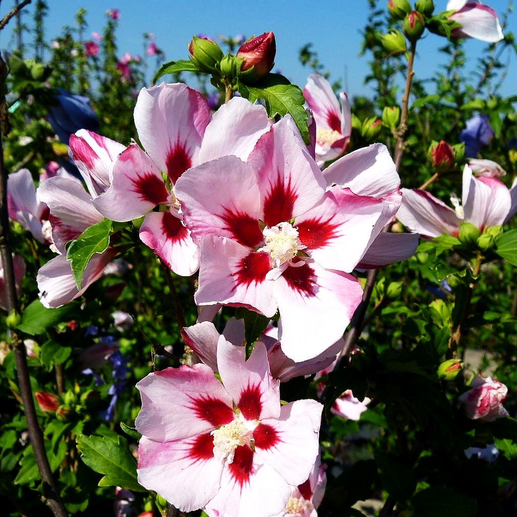 Strauch-Eibisch 'Helene' (Hibiscus syriacus)