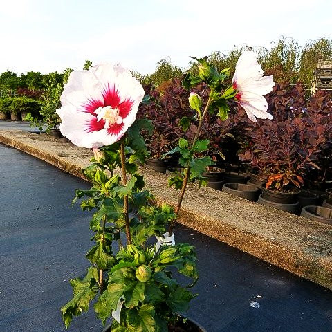 Strauch-Eibisch 'Helene' (Hibiscus syriacus)