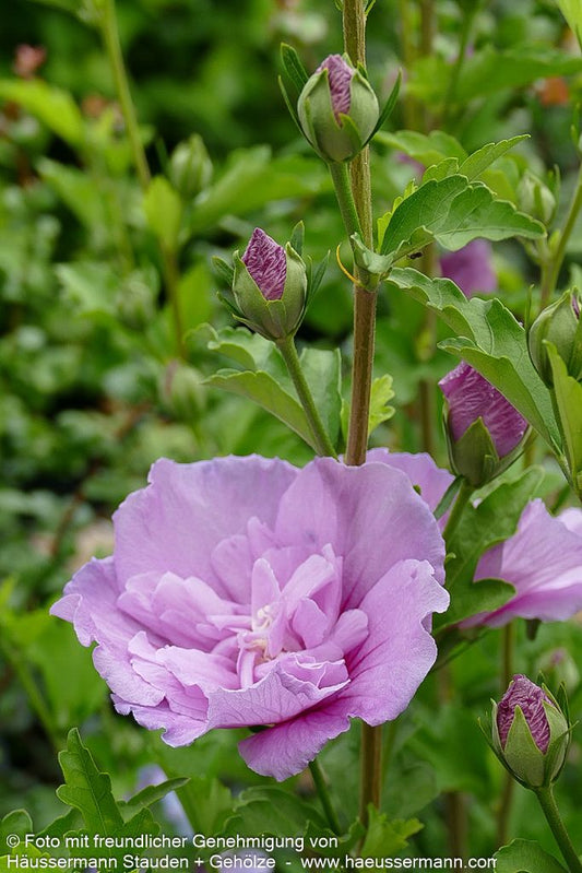Strauch-Eibisch 'Lavender Chiffon' (Hibiscus syriacus)