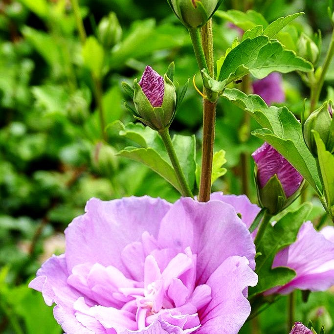 Strauch-Eibisch 'Lavender Chiffon' (Hibiscus syriacus)