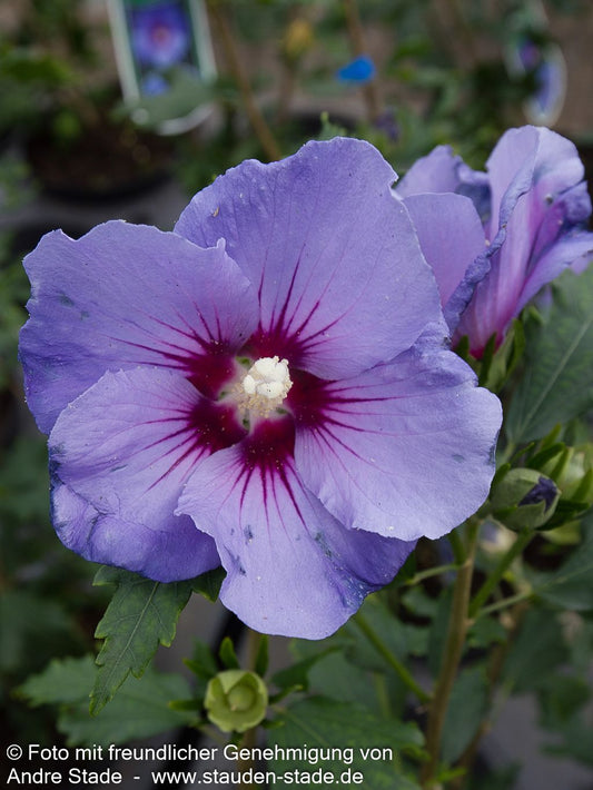 Strauch-Eibisch 'Marina' (Hibiscus syriacus)