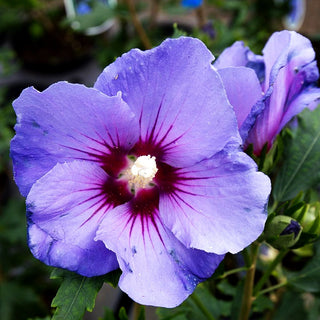 Strauch-Eibisch 'Marina' (Hibiscus syriacus)