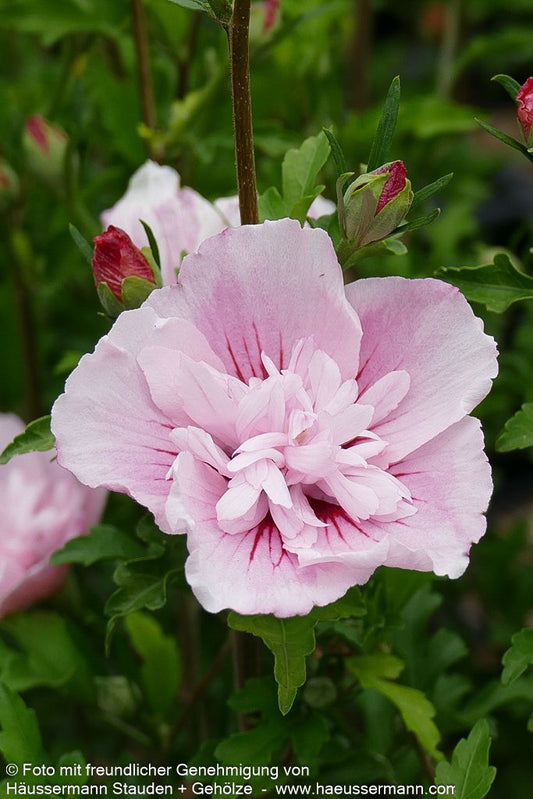 Strauch-Eibisch 'Pink Chiffon' (Hibiscus syriacus)