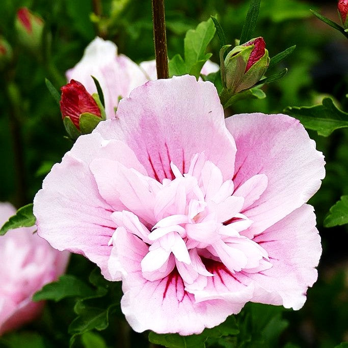 Strauch-Eibisch 'Pink Chiffon' (Hibiscus syriacus)