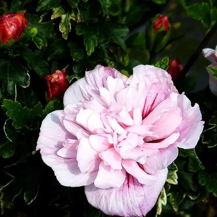 Strauch-Eibisch 'Pink Chiffon' (Hibiscus syriacus)