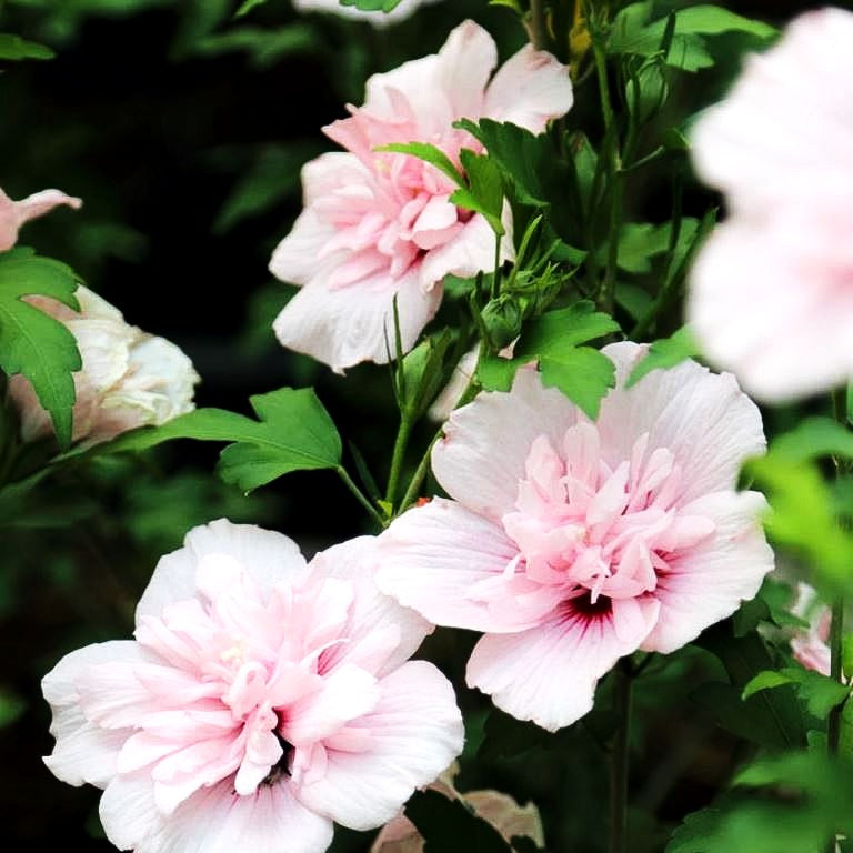 Strauch-Eibisch 'Pink Chiffon' (Hibiscus syriacus)