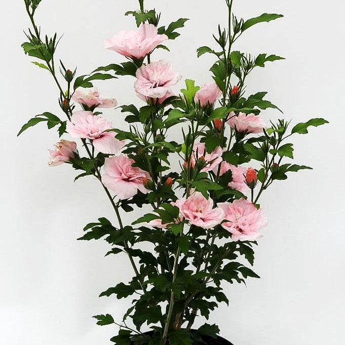 Strauch-Eibisch 'Pink Chiffon' (Hibiscus syriacus)