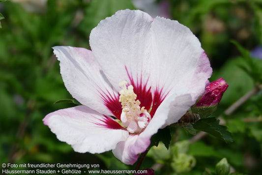 Strauch-Eibisch 'Pinky Spot' (Hibiscus syriacus)
