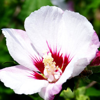Strauch-Eibisch 'Pinky Spot' (Hibiscus syriacus)