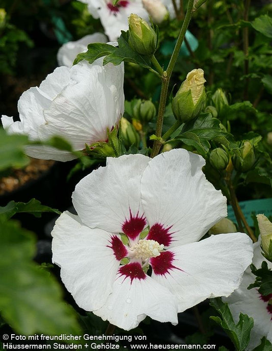 Strauch-Eibisch 'Red Heart' (Hibiscus syriacus)
