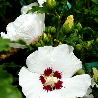 Strauch-Eibisch 'Red Heart' (Hibiscus syriacus)