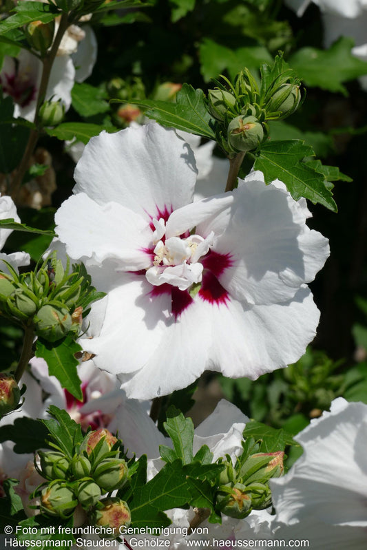 Strauch-Eibisch 'Speciosus' (Hibiscus syriacus)