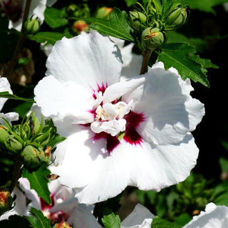 Strauch-Eibisch 'Speciosus' (Hibiscus syriacus)