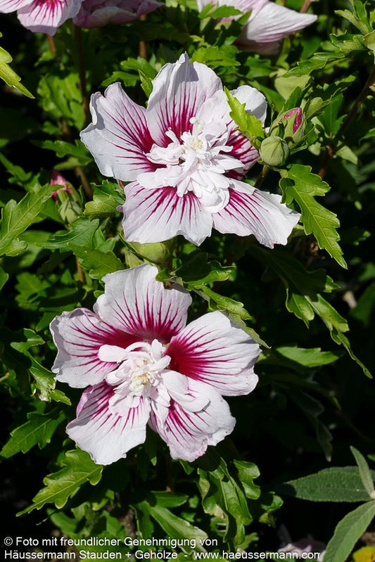 Strauch-Eibisch 'Starburst Chiffon' (Hibiscus syriacus)