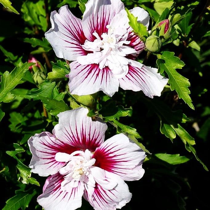Strauch-Eibisch 'Starburst Chiffon' (Hibiscus syriacus)