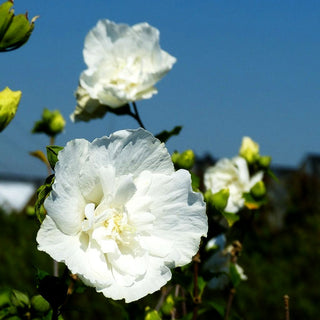 Strauch-Eibisch 'White Chiffon' (Hibiscus syriacus)