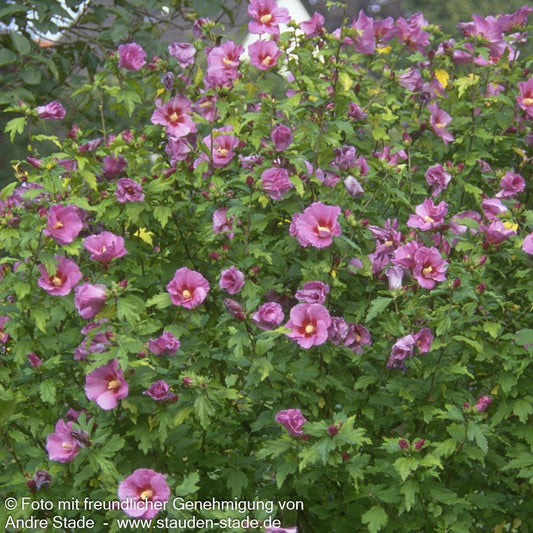 Strauch-Eibisch 'Woodbridge' (Hibiscus syriacus)