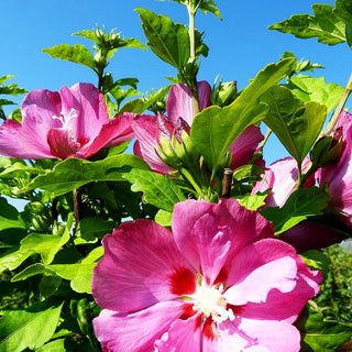 Strauch-Eibisch 'Woodbridge' (Hibiscus syriacus)