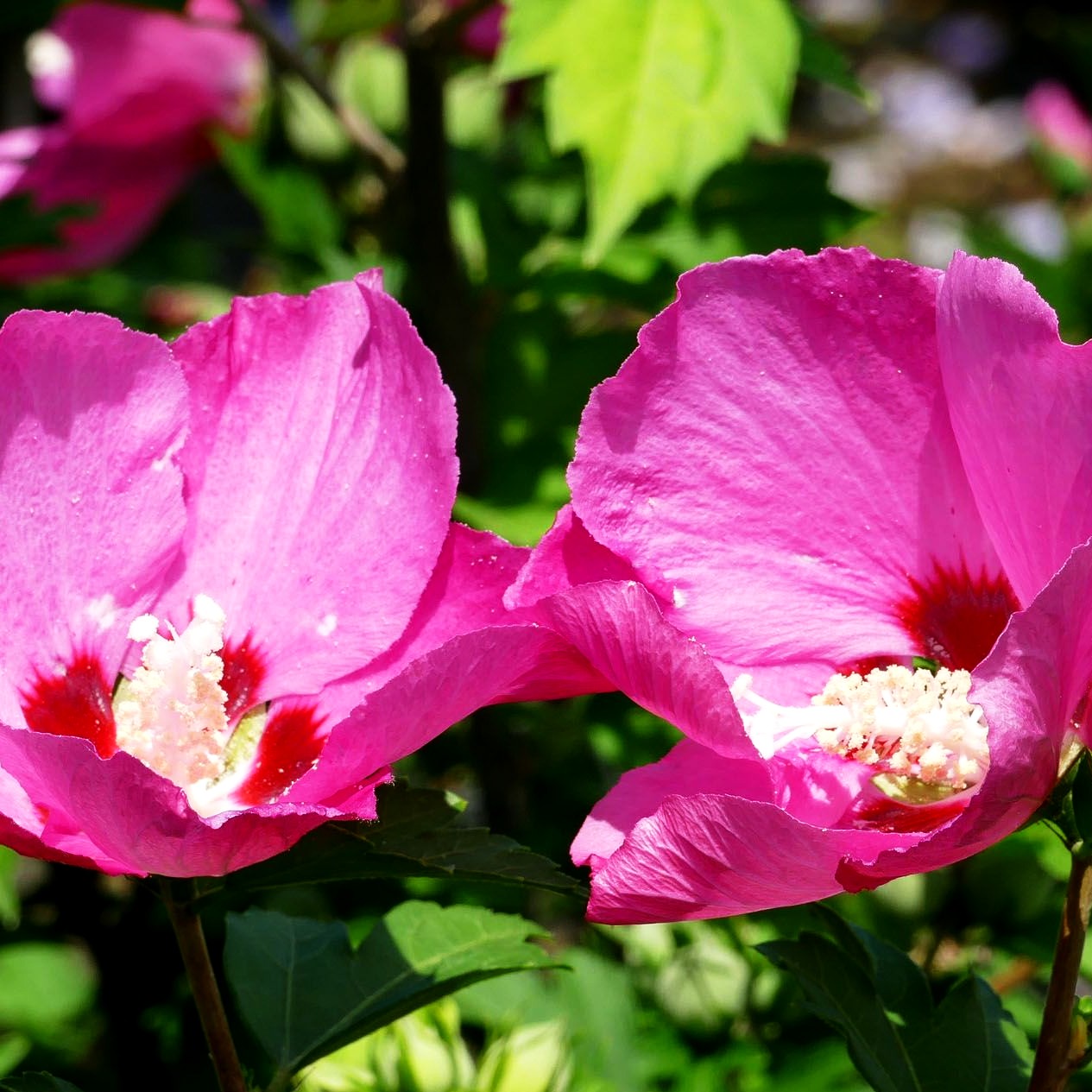 Strauch-Eibisch 'Woodbridge' (Hibiscus syriacus)