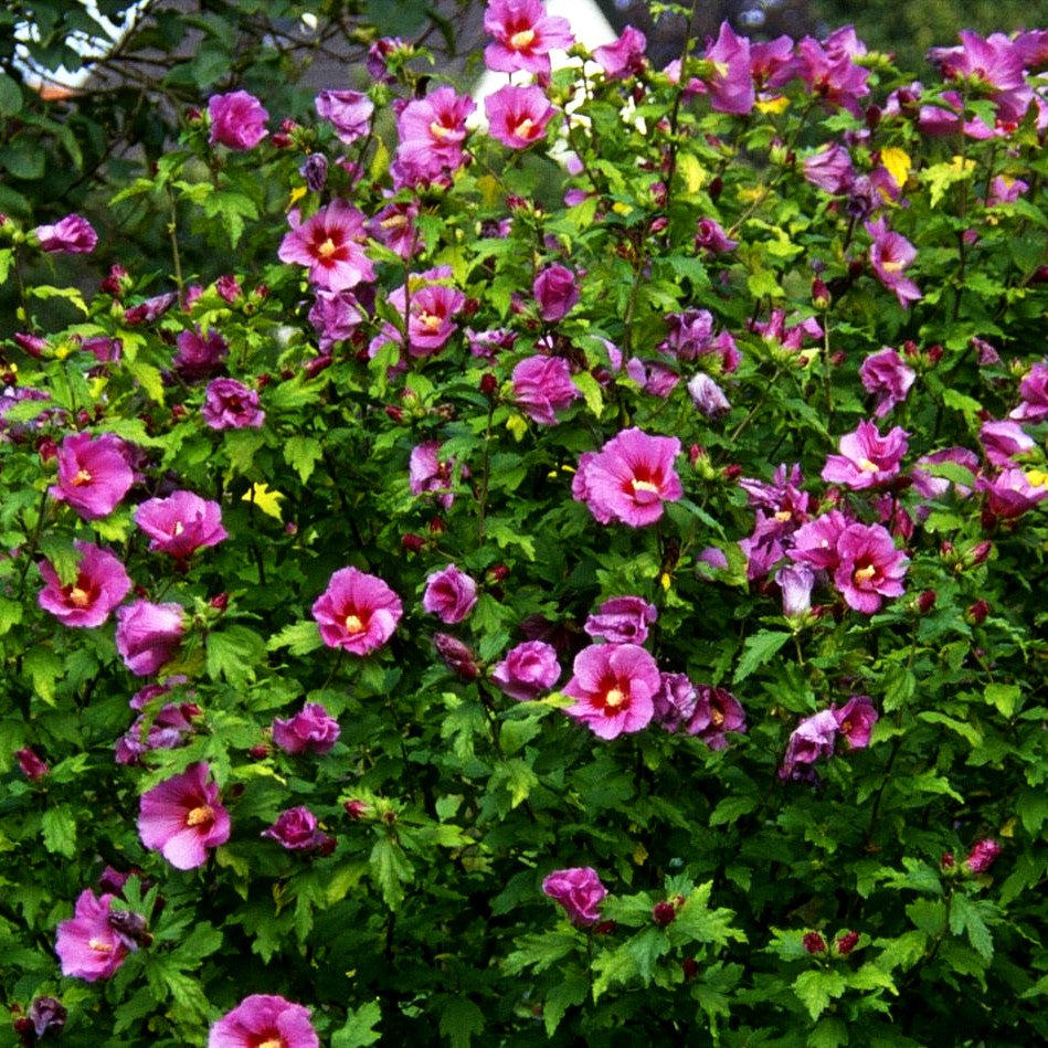 Strauch-Eibisch 'Woodbridge' (Hibiscus syriacus)