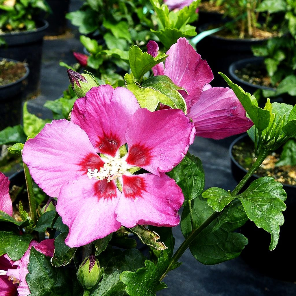 Strauch-Eibisch 'Woodbridge' (Hibiscus syriacus)