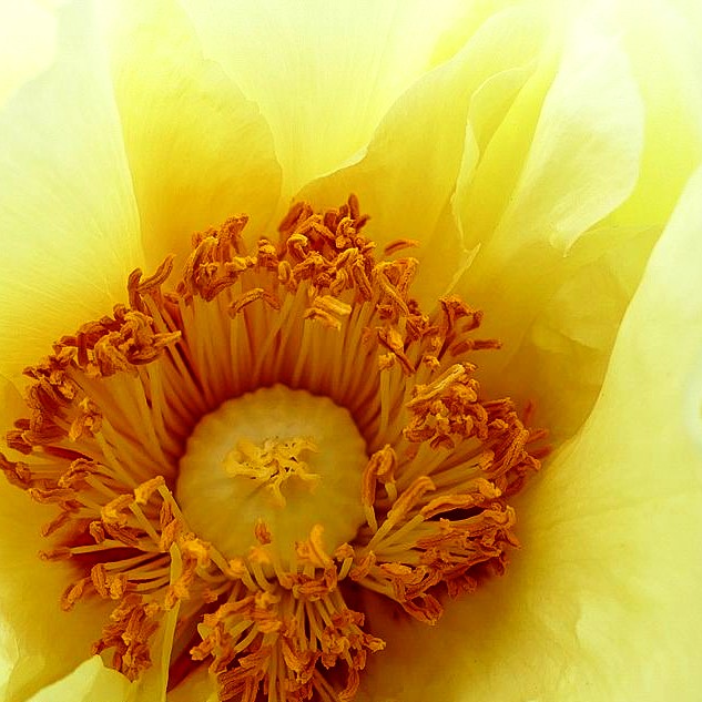 Strauch-Pfingstrose (Paeonia suffruticosa, gelb)