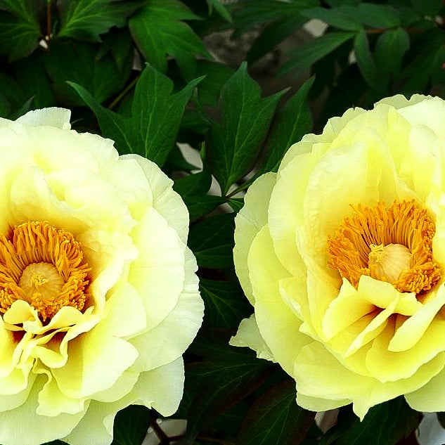 Strauch-Pfingstrose (Paeonia suffruticosa, gelb)