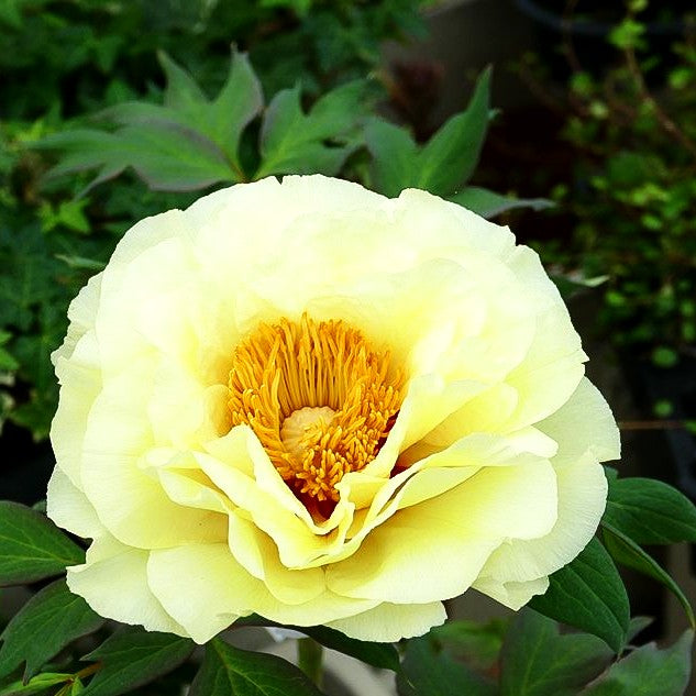Strauch-Pfingstrose (Paeonia suffruticosa, gelb)