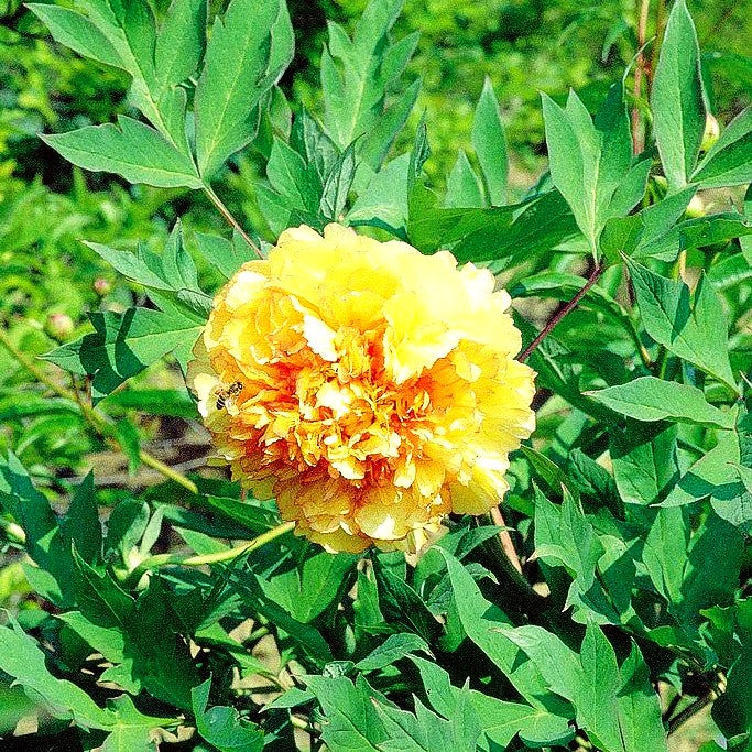 Strauch-Pfingstrose (Paeonia suffruticosa, gelb)