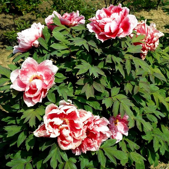 Strauch-Pfingstrose (Paeonia suffruticosa, rosa)