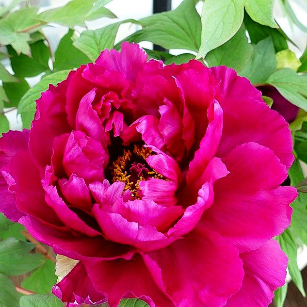 Strauch-Pfingstrose (Paeonia suffruticosa, violett)