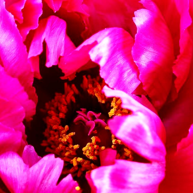 Strauch-Pfingstrose (Paeonia suffruticosa, violett)