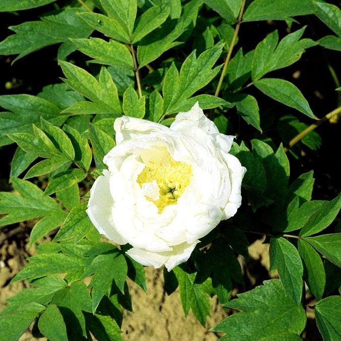 Strauch-Pfingstrose (Paeonia suffruticosa, weiß)