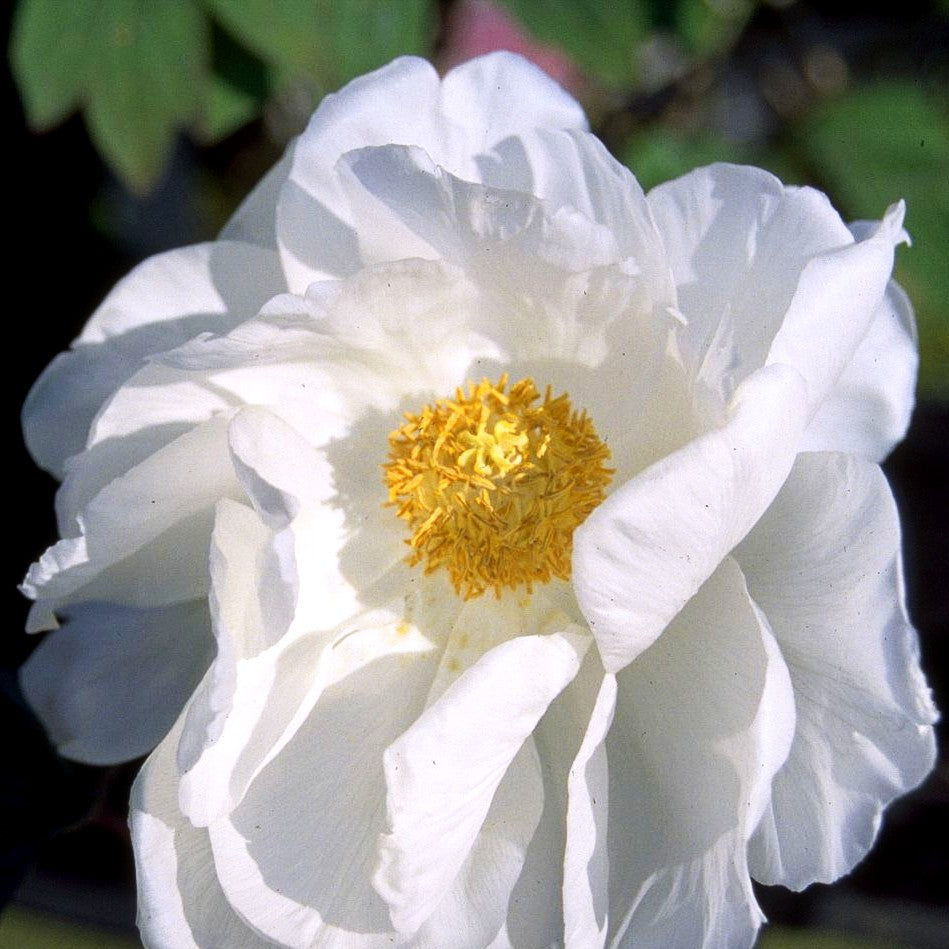 Strauch-Pfingstrose (Paeonia suffruticosa, weiß)