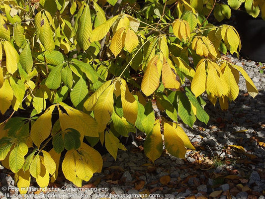 Strauch-Rosskastanie (Aesculus parviflora)