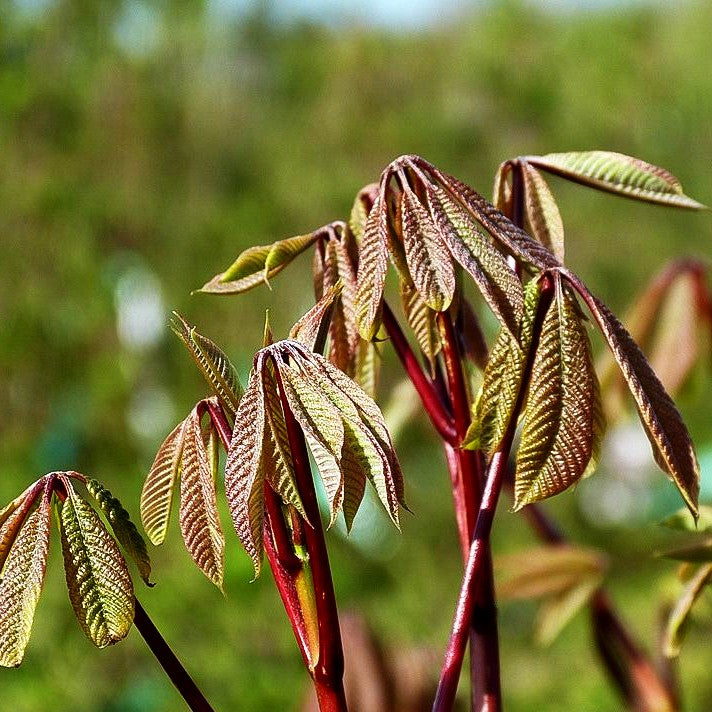 Strauch-Rosskastanie (Aesculus parviflora)