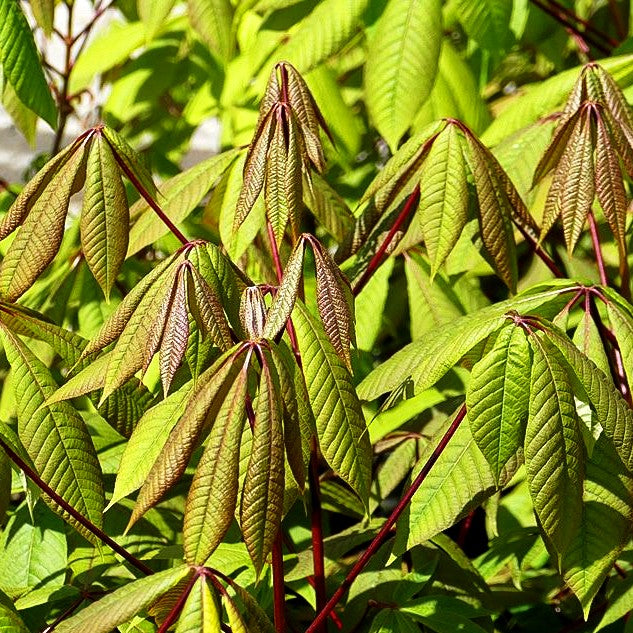 Strauch-Rosskastanie (Aesculus parviflora)