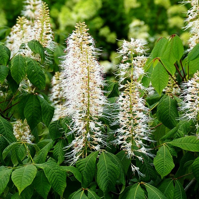 Strauch-Rosskastanie (Aesculus parviflora)