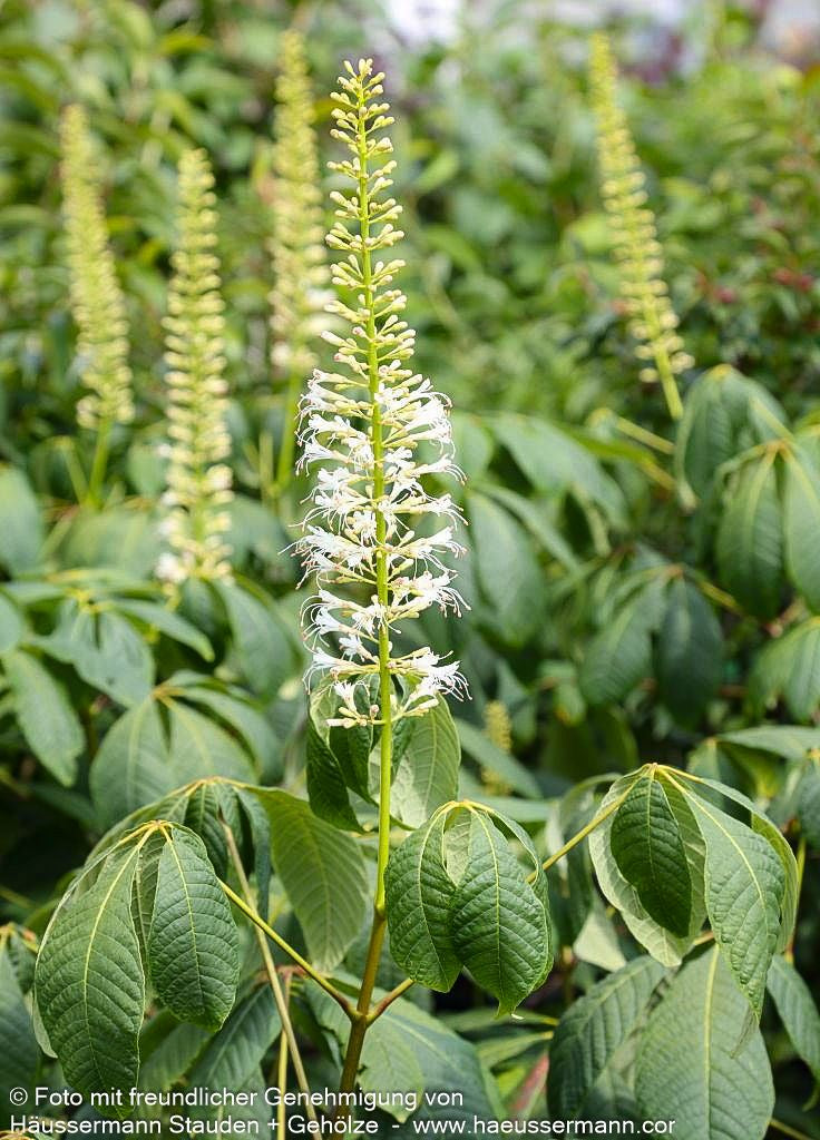 Strauch-Rosskastanie (Aesculus parviflora)