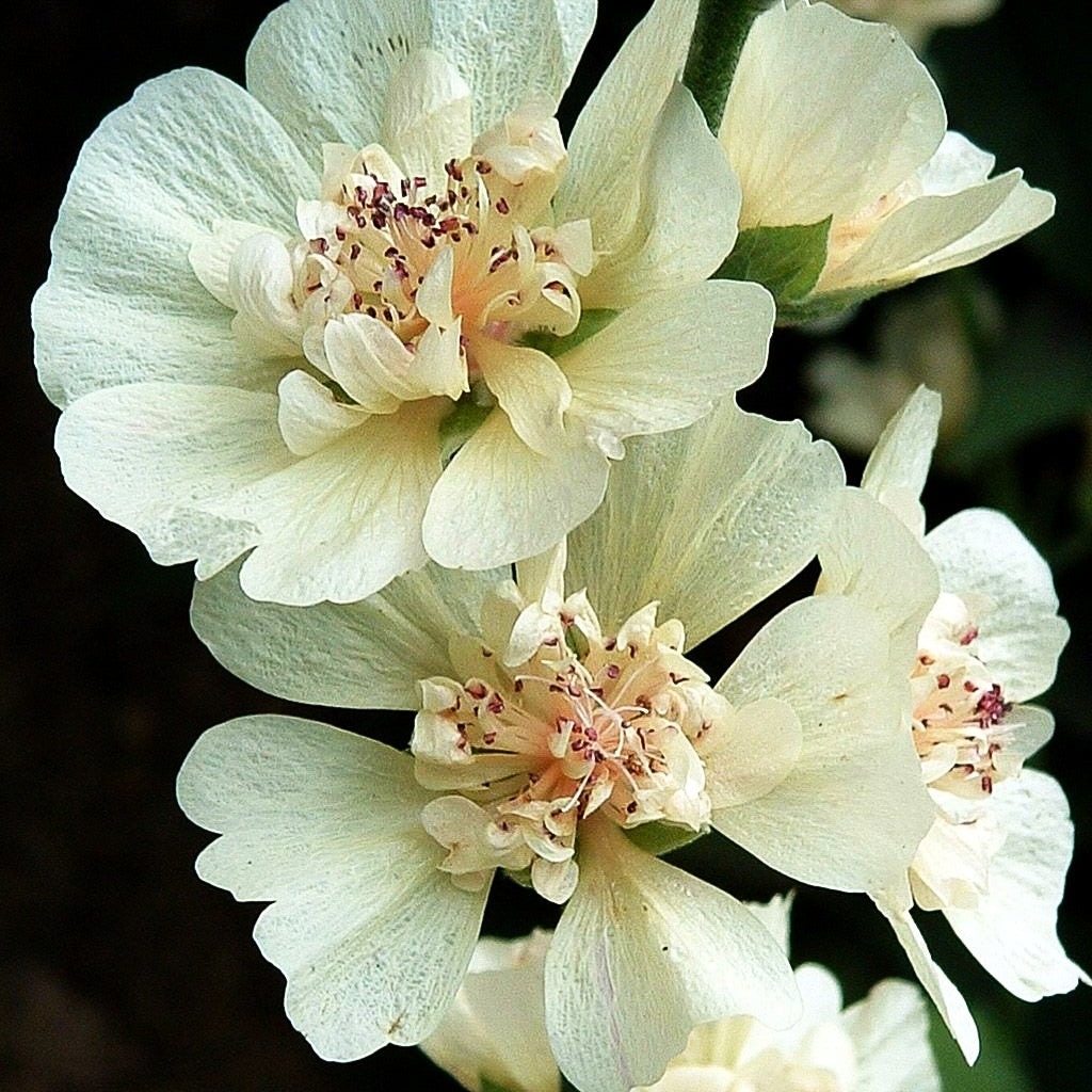 Strauch-Stockrose 'Parkallee' (Alcalthaea suffrutescens)