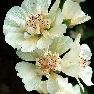 Strauch-Stockrose 'Parkallee' (Alcalthaea suffrutescens)