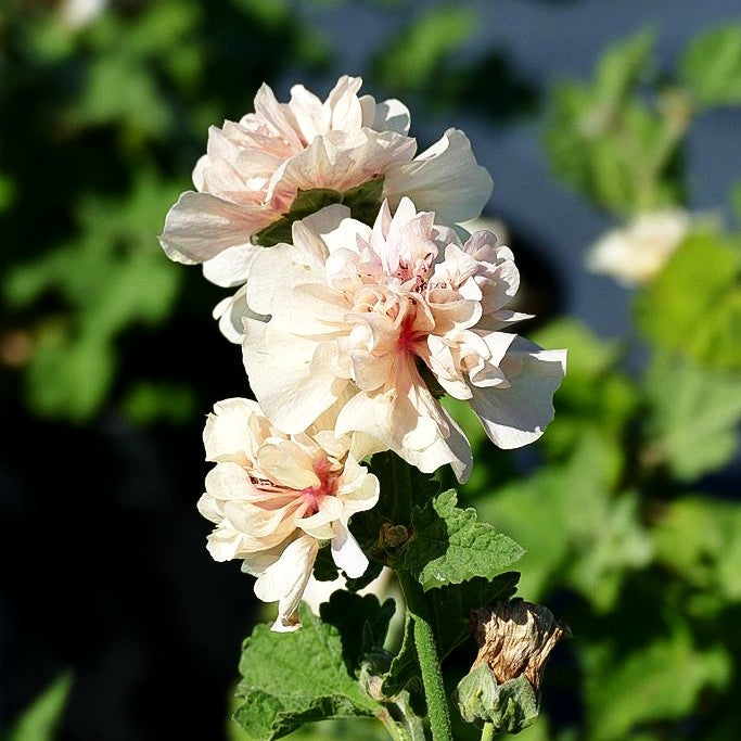 Strauch-Stockrose 'Parkallee' (Alcalthaea suffrutescens)