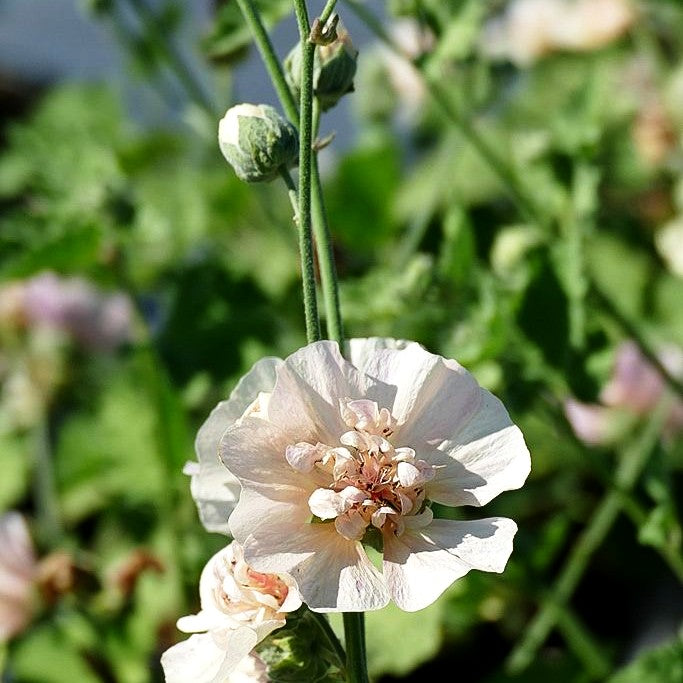 Strauch-Stockrose 'Parkallee' (Alcalthaea suffrutescens)